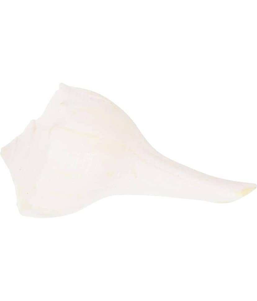 Kesar Zems Stone Dakshina Varti Shankh (6 cm x 3.5 cm x 3 cm, White) view 2