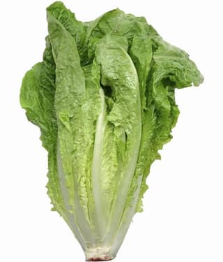 National Gardens Romaine Lettuce Vegetable Seeds