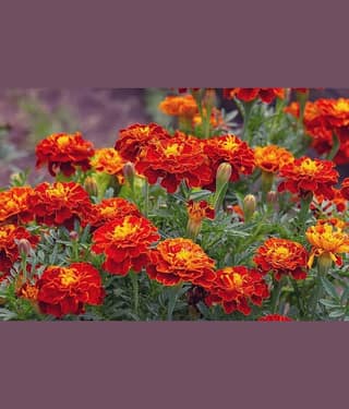 homeagro - Marigold Flower ( 50 Seeds )
