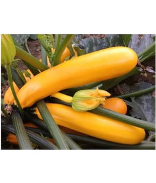Yellow Long Zucchini Summer Squash Seeds, Courgette, Marrow, Gourd Vegetables Seeds 10