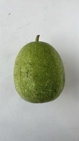 Ash Gourd