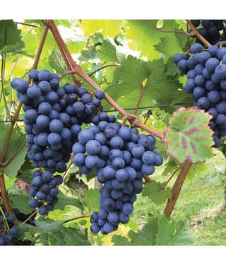 homeagro - Black Grape Fruit ( 20 Seeds )