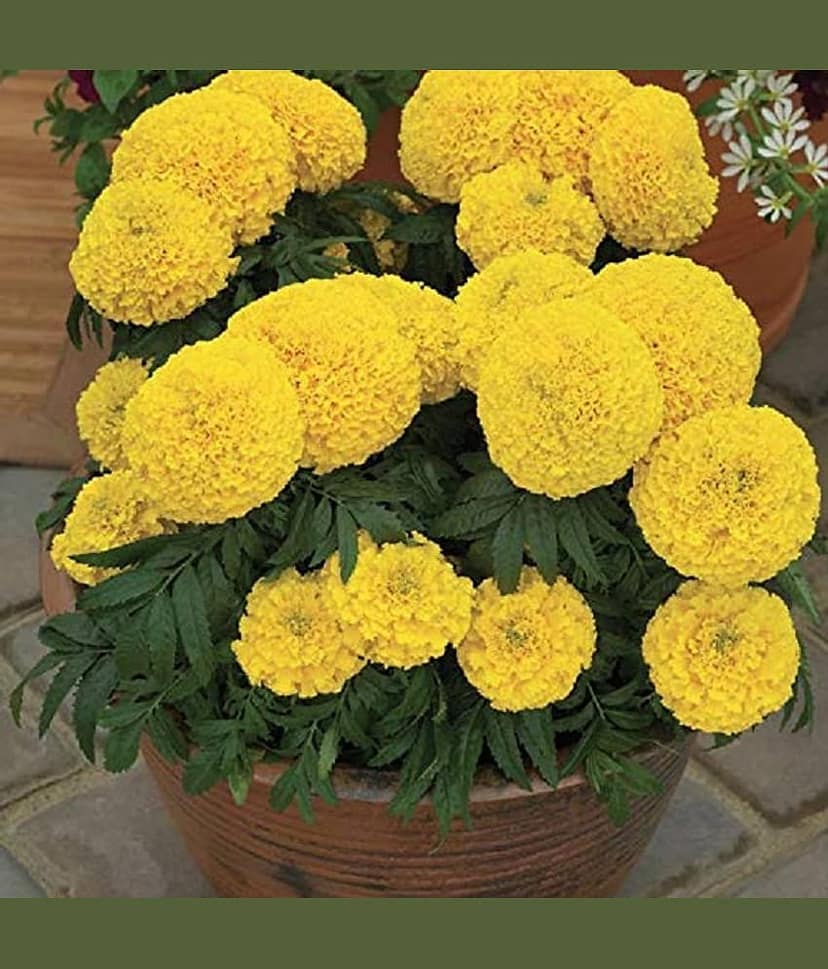 African Marigold Yellow (Genda) Annual Flower Garden Seeds for Home Gardening (50 Seeds) | Organic and Natural All Season Flowering Seeds for Pots