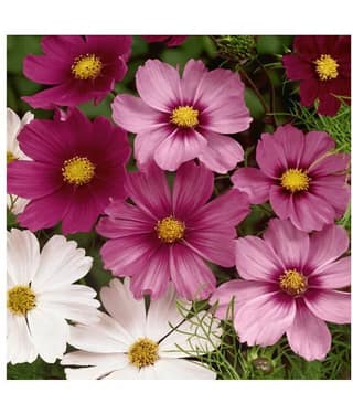 homeagro - Cosmos Mixed Flower ( 20 Seeds )