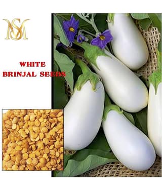 MS. Brinjal White long vegetable seeds