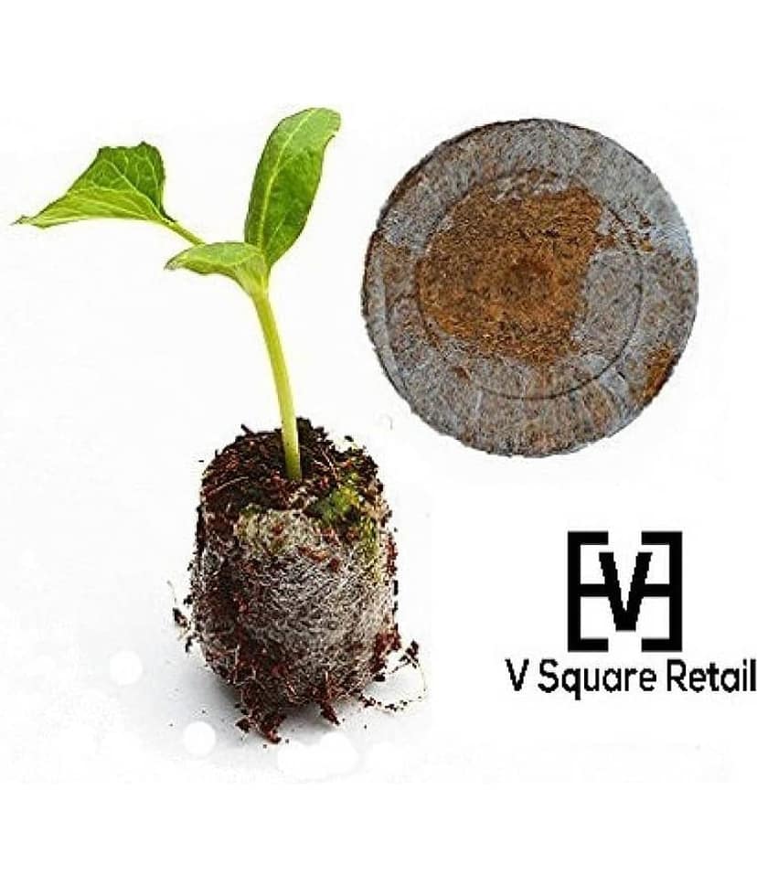 Sweet William Mixture Dianthus barbatus Winter Flower Seeds with Coco Peat Seed Starter view 2