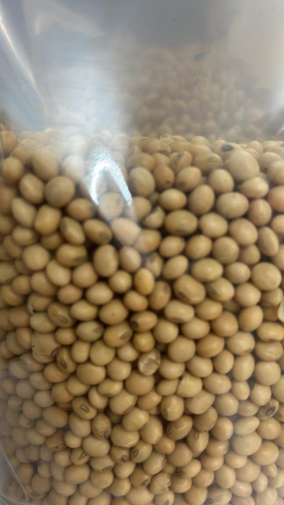 Soyabean Cleaned view 4