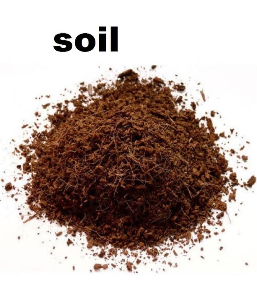 Iphomia mix flower seeds Pack of 20 with cocopeat soil free. view 2