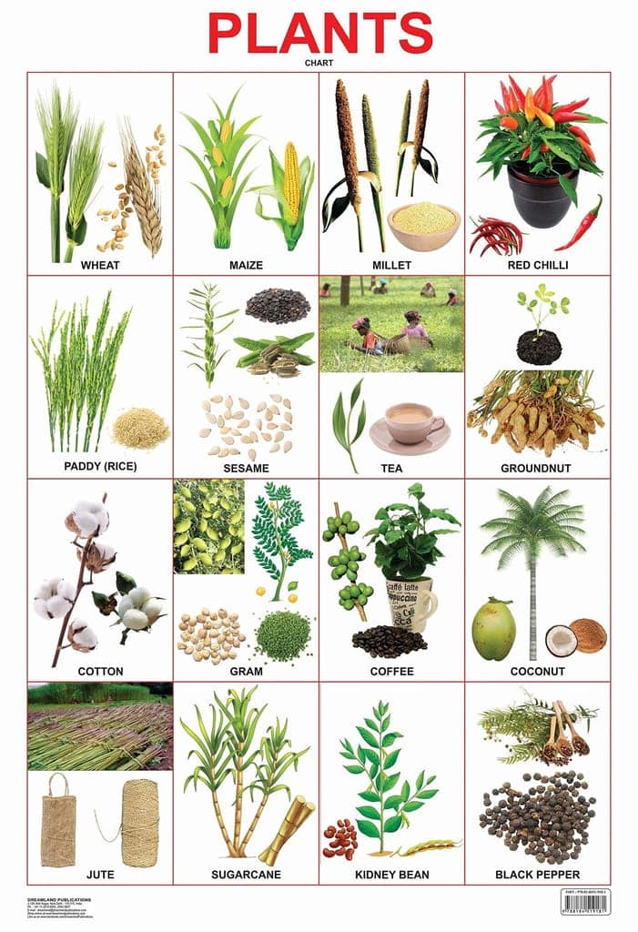 Plants Chart Educational Wall Chart For Kids - Both Side Hard Laminated (Size 48 x 73 cm) [Poster] Dreamland Publications