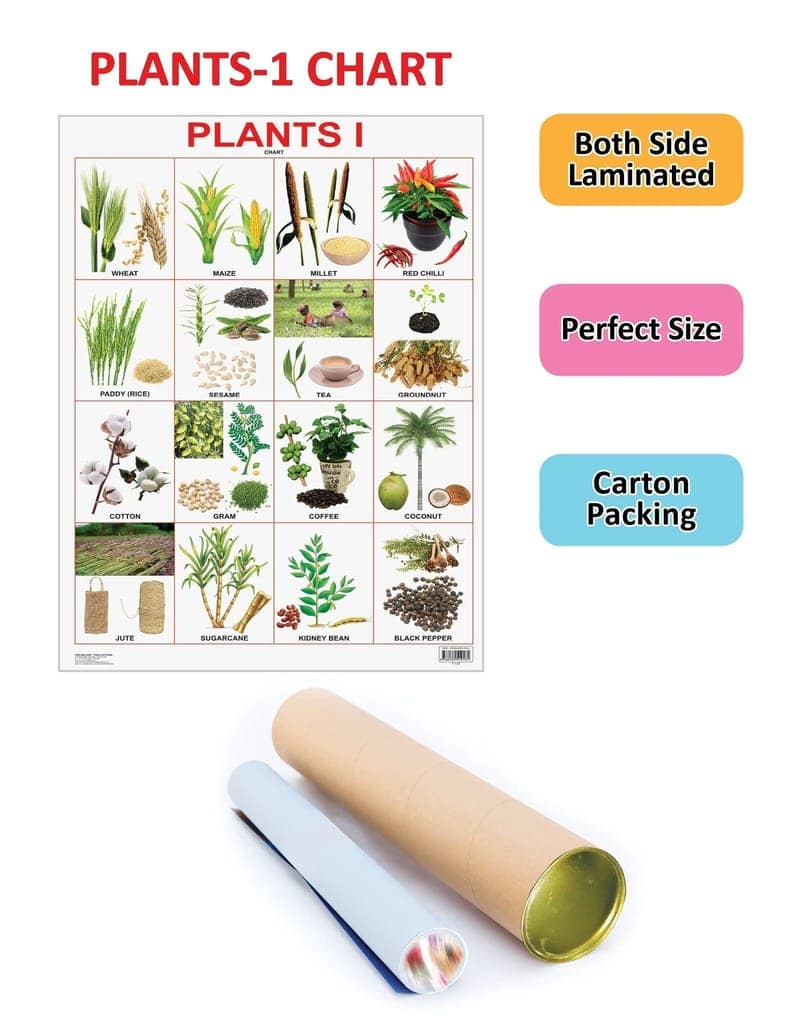 Plants Chart Educational Wall Chart For Kids - Both Side Hard Laminated (Size 48 x 73 cm) [Poster] Dreamland Publications view 2