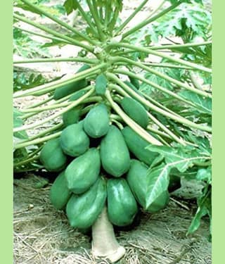 homeagro - Combo of Papaya F1 Hybrid Fruit ( 50 seed ) and Cucumber Vegetable ( 50 seed)
