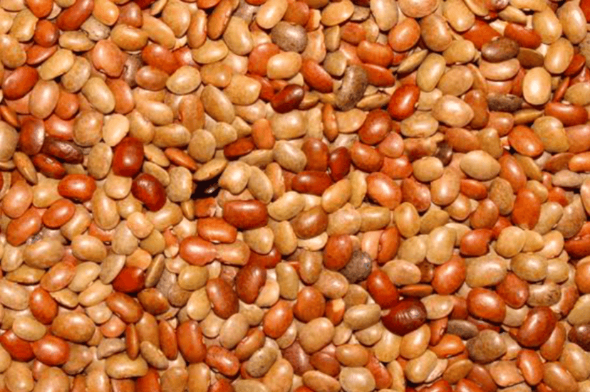Horse Gram, Kulthi, Kollu, Hurali, Muthira view 4
