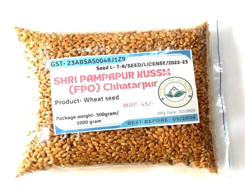Wheat Seed view 2