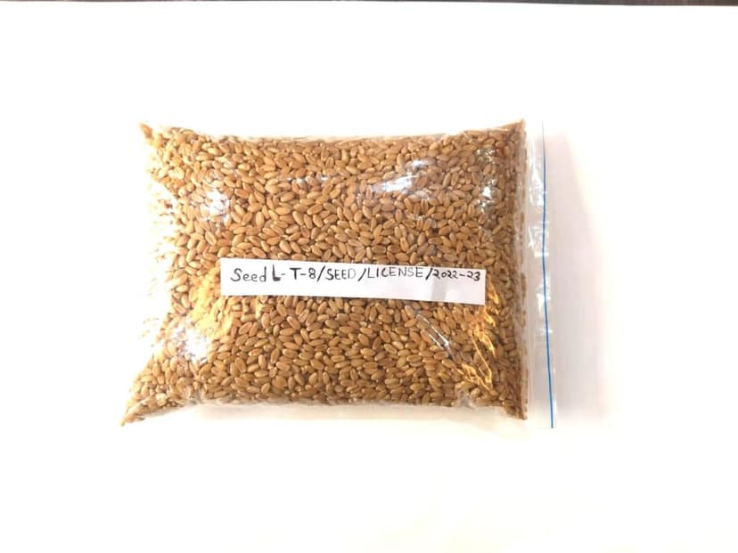 Wheat Seed view 3