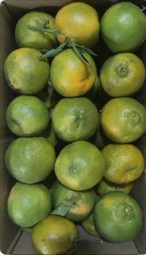 Fresh Green kinno - Juicy and Refreshing Direct from Field" view 3