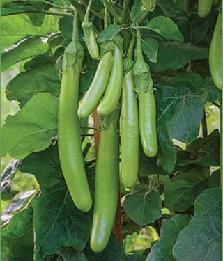 STOREFLIX BRINJAL GREEN LONG VEGETABLE Seed (50 per packet) WITH USER MANUAL
