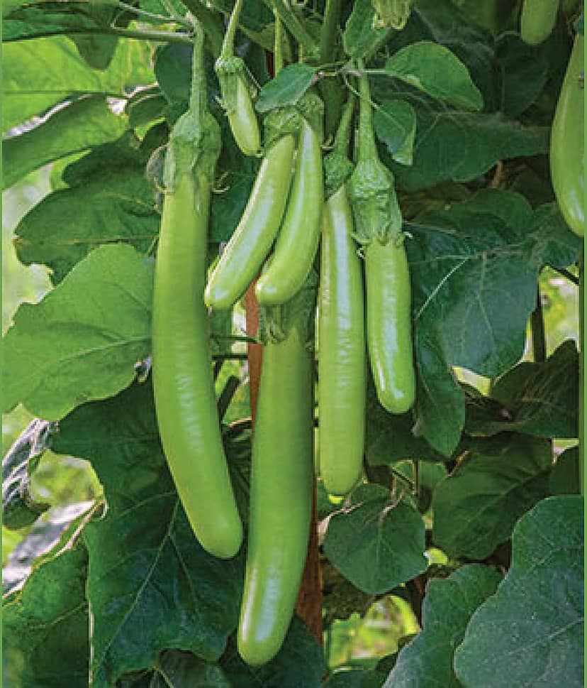 STOREFLIX BRINJAL GREEN LONG VEGETABLE Seed (50 per packet) WITH USER MANUAL