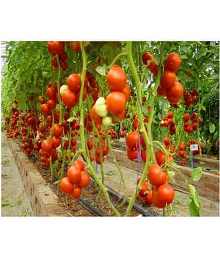 Hybrid Indian Climbing Tomato 50 Seeds Pack