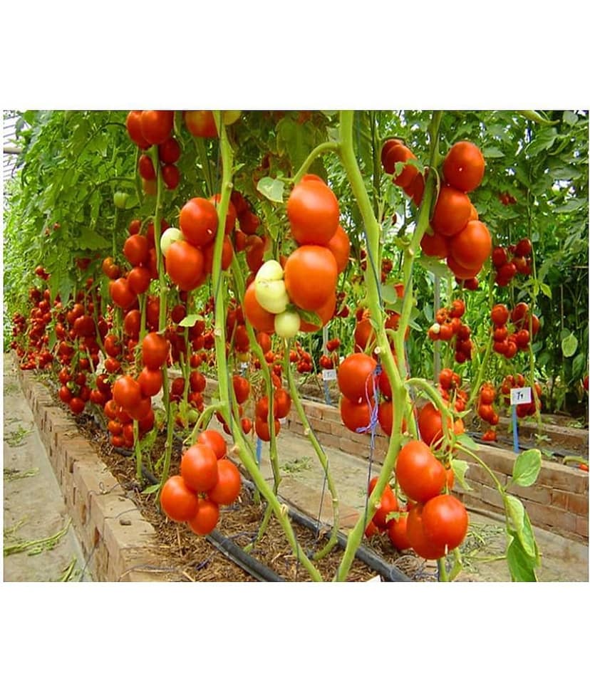Hybrid Indian Climbing Tomato 50 Seeds Pack