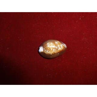 Black Kodi - Natural Black Cowry Shells