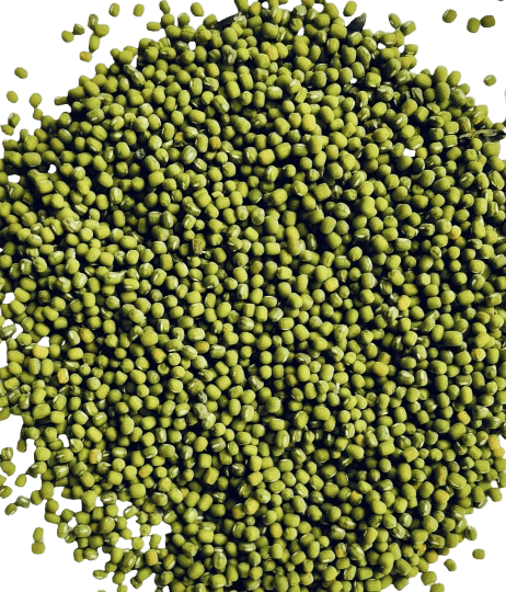 Fresh Organic Mung Bean Sprouts for Healthy Eating view 3