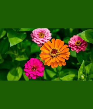 homeagro - Zinnia Mixed Flower ( 20 Seeds )
