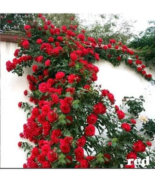 Azalea Gardens Rose Flower Plant Seeds "Red Climbing Rose" 20 Seeds Pack