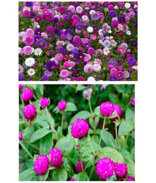 Aster Flower and Gomphrena flower Combo pack of best Quality Premium Seeds for home, garden, plants, balcony, kitchen & Farm House by Amazonite Enterprises