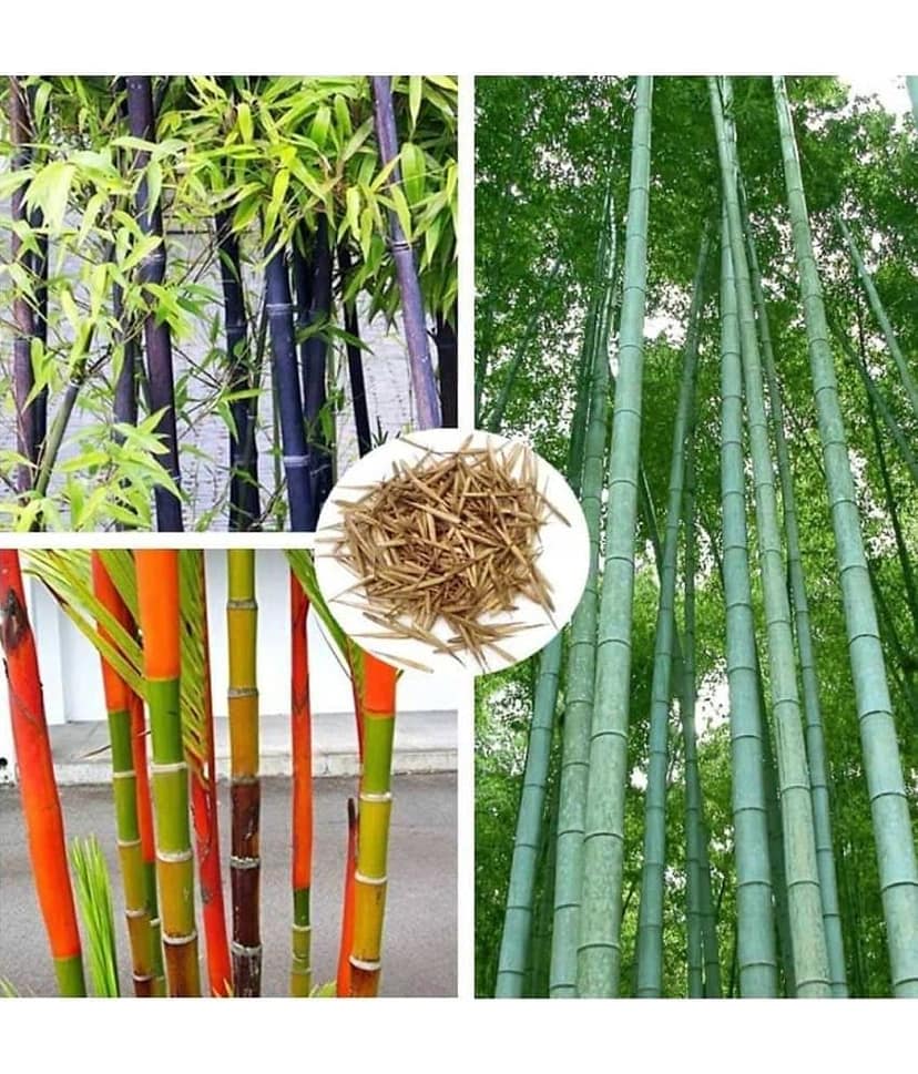 homeagro - Bamboo Plant ( 20 Seeds )