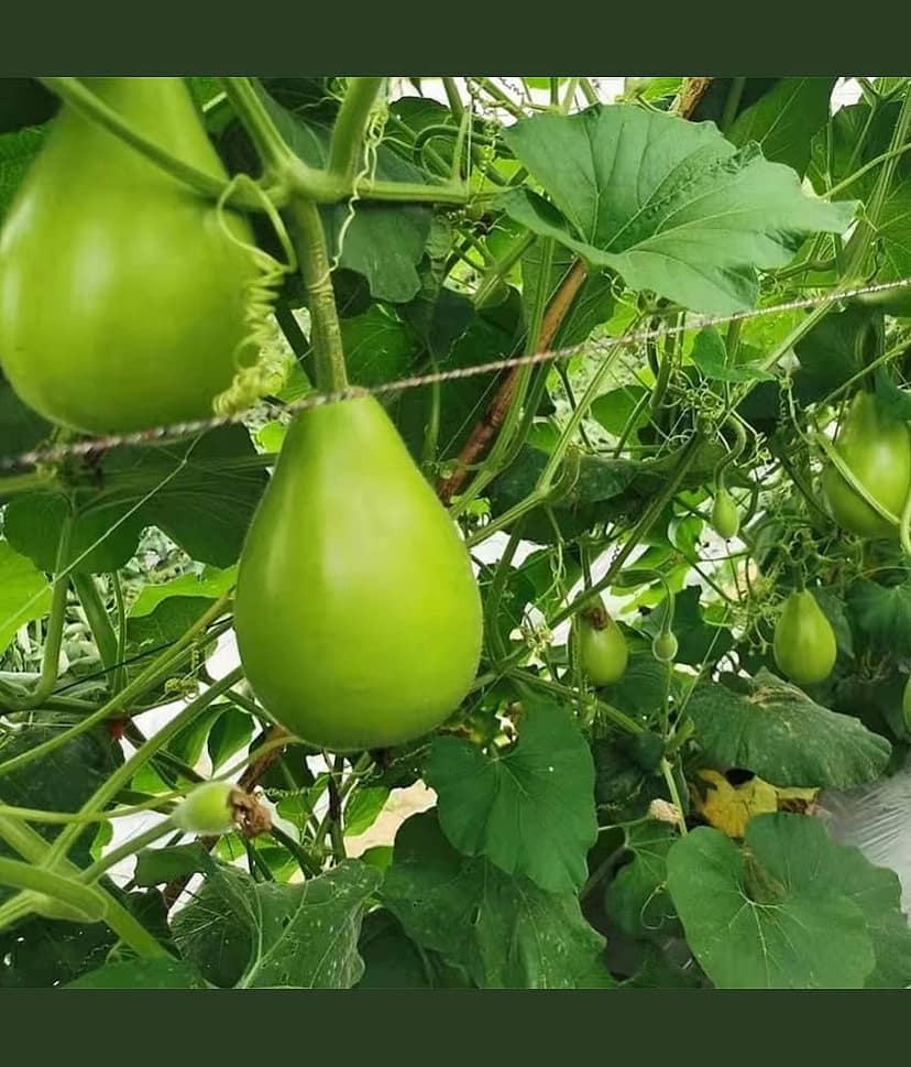 Green Bottle Gourd Round (Lauki, Dudhi, Ghiya ke beej) Vegetable Seeds Pack Of 15 | Organic | for Planting in Home Kitchen Terrace Balcony Gardening