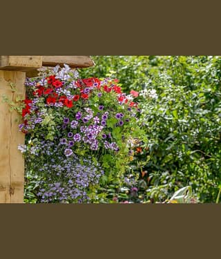 homeagro - Petunia Mixed Flower ( 50 Seeds )