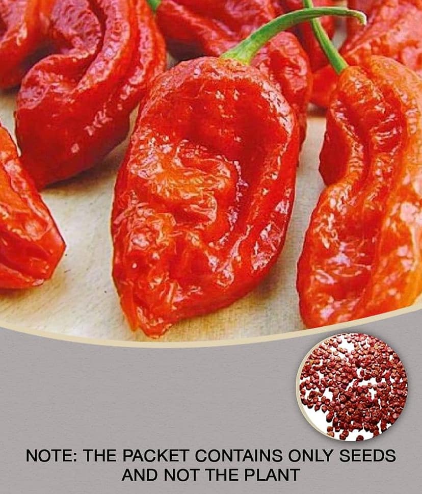 homeagro - Chilli Vegetable ( 50 Seeds )