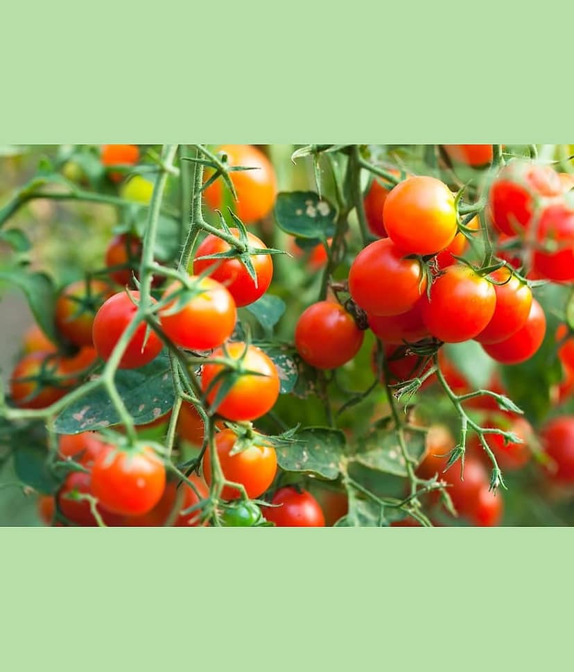 homeagro - Tomato Vegetable ( 100 Seeds )
