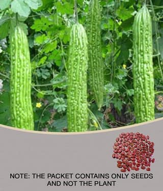 Recron 15 Seeds of High Yield Bitter Gourd Pali F1 Hybrid Green Long for Terrace Balcony Kitchen Poly House Gardening