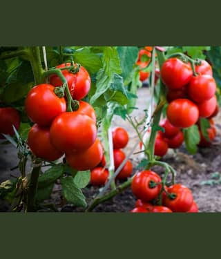 homeagro - Tomato Vegetable ( 100 Seeds )