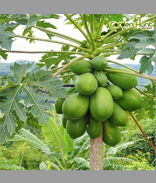 homeagro - Papaya Vegetable ( 50 Seeds )
