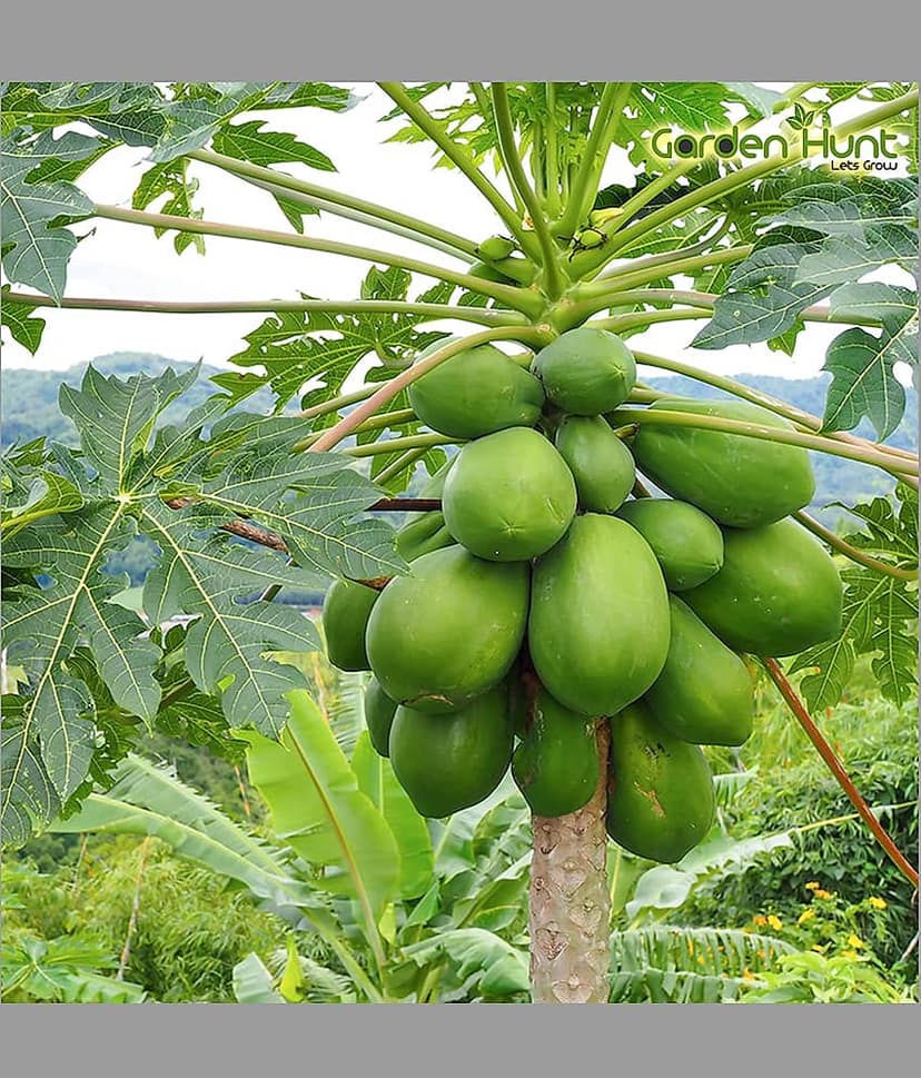 homeagro - Papaya Vegetable ( 50 Seeds )