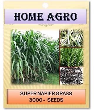 homeagro - Grass Seeds ( 3000 )