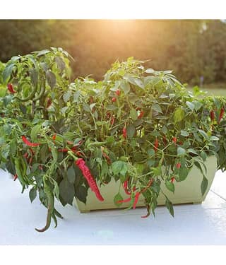 homeagro - Chilli Vegetable ( 50 Seeds )