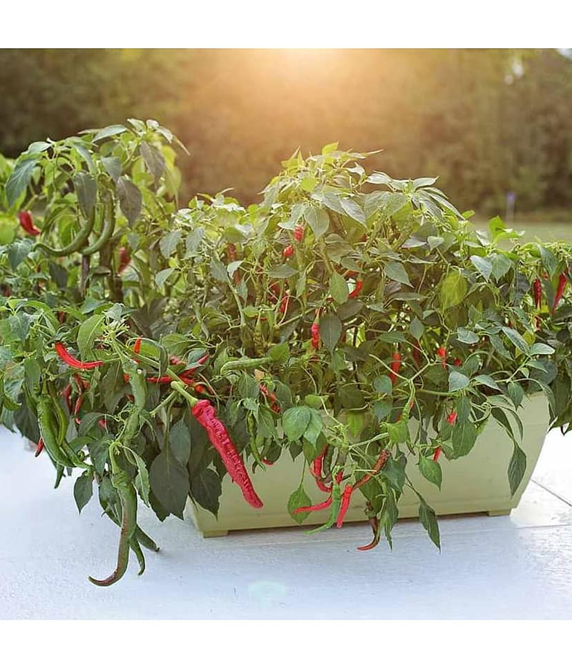 homeagro - Chilli Vegetable ( 50 Seeds )