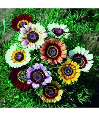 HN organic seed - Chrysanthemum Flower ( 50 Seeds )
