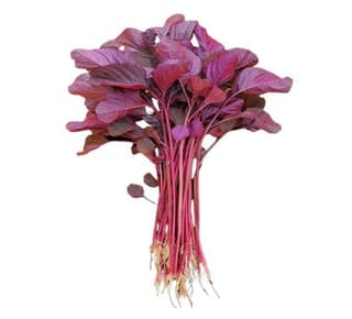 Red Amaranth
