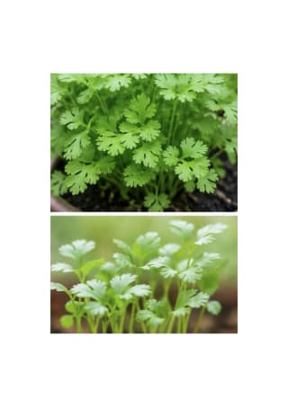 coriander seeds