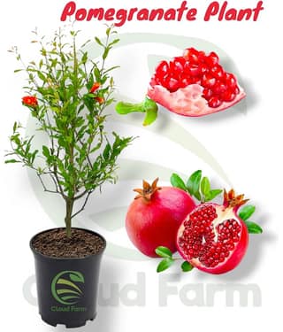 Cloud Farm Outdoor Fruit Plant ( Pack of 1 )