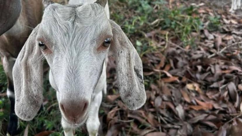 Live Goat - 13 kg - One live goat view 3