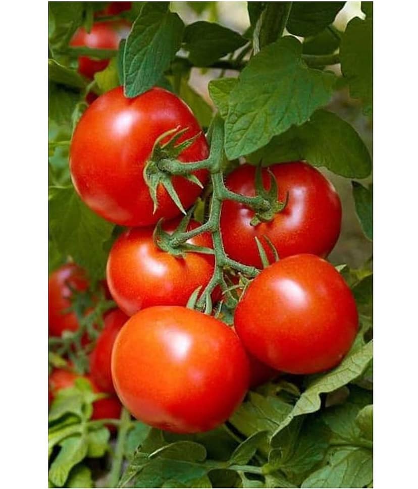 Hybrid Indian Tomato | Tamatar 50 Seeds Pack