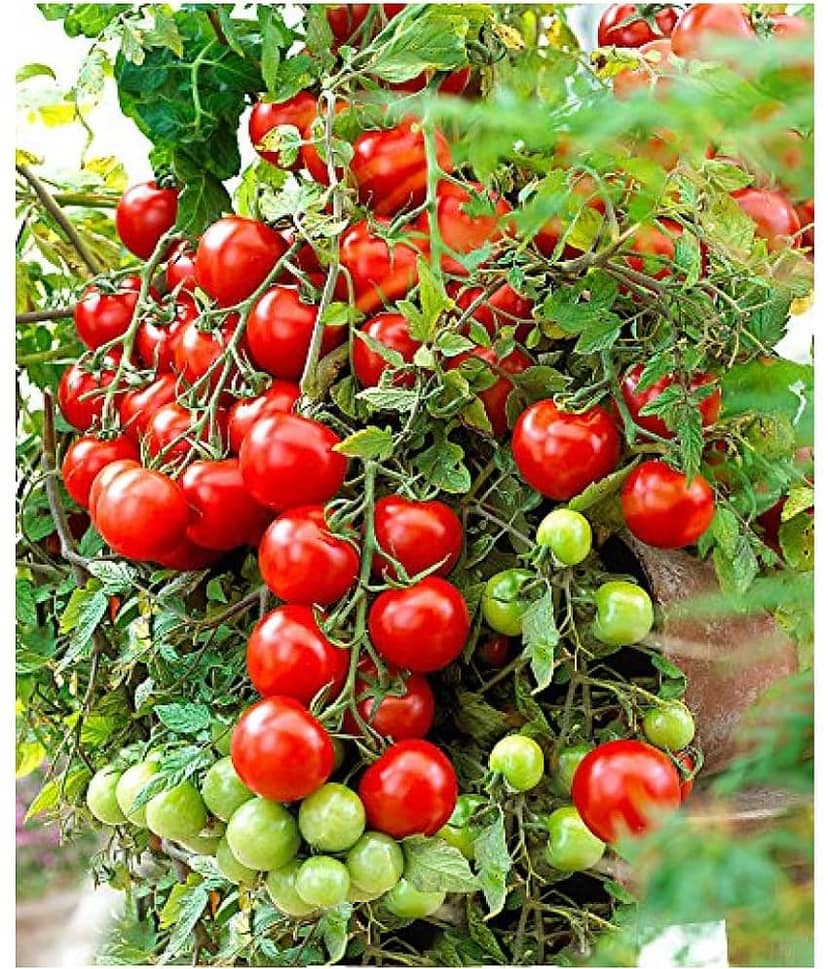 Hybrid Indian Tomato | Tamatar 50 Seeds Pack view 2