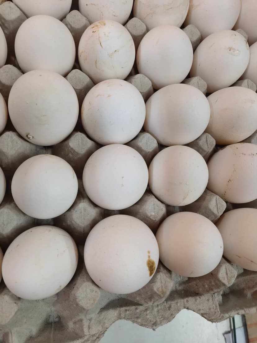 Egg
