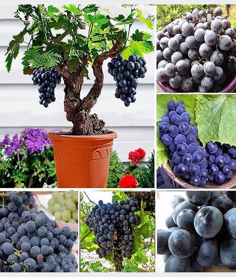 homeagro - Black Grape Fruit ( 20 Seeds )
