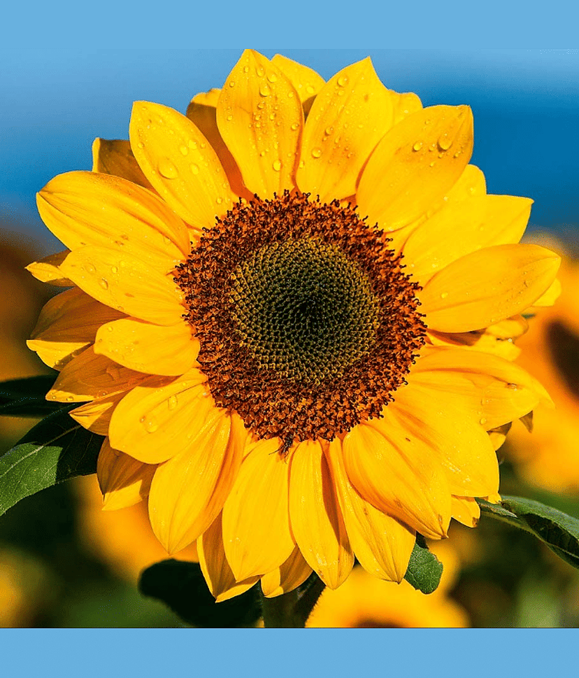 Sunflower Russian Big Yellow Color Flower Seeds Pack Of 30 | Indoor And Outdoor | for Planting in Home Kitchen Terrace Balcony Gardening view 2